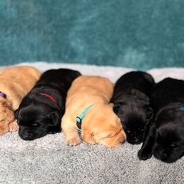 Labrador Retrievers from Ruby Mountain Labradors