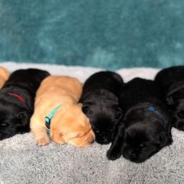 Labrador Retrievers from Ruby Mountain Labradors