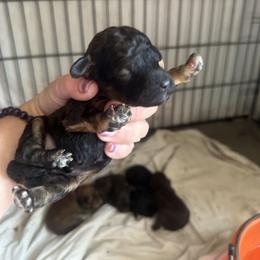 Franklin - Phantom male Goldendoodle puppy in Waynesboro, Virginia from Forest Creek Kennel