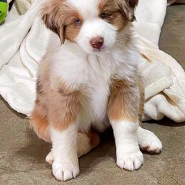 Australian Shepherd Puppies from Amazing Aussies