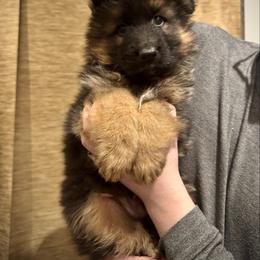 German Shepherd puppies from Free Indeed Shepherds