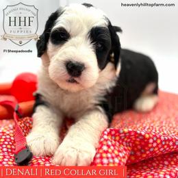 DENALI - Black and white female Sheepadoodle puppy in Charlo, Montana from Heavenly Hilltop Farm