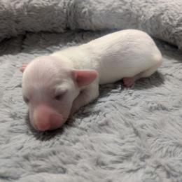 2 - Silver Moona - Piebald female Dachshund puppy in Central Point, Oregon from MRS Long Dog Ranch