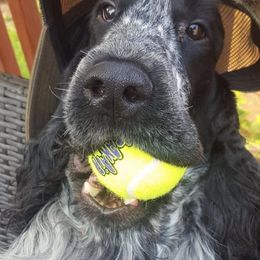English Cocker Spaniels from StoneRose Kennels
