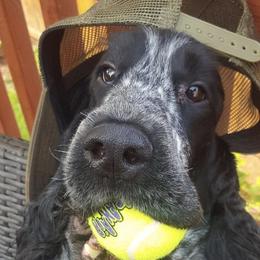 English Cocker Spaniels from StoneRose Kennels