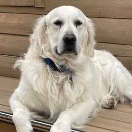 Gunther - Golden Retriever