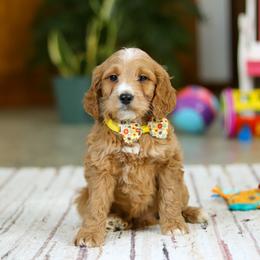 Ricky - Apricot male Goldendoodle puppy in Applecreek, Ohio from Pleasant Acre Farms