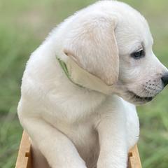Labrador Retrievers from Iris Aisling Labradors