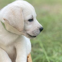 Labrador Retrievers from Iris Aisling Labradors