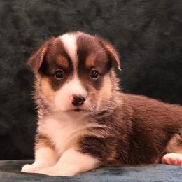 Hot Dog - Black and tan male Pembroke Welsh Corgi puppy in Arcanum, Ohio from Weissway Corgis