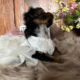 Shorkie Puppies from Shorkies R Us Breeding