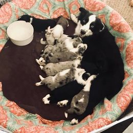 Aussiedoodle, Australian Shepherd, Miniature American Shepherd, and Miniature Australian Shepherd Puppies from Bline's Awesome Aussies