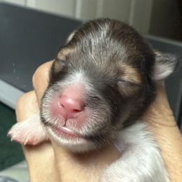 Sable Girl 2 - Sable and white female Shetland Sheepdog puppy in Windsor, Colorado from Shirehill Shelties