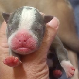 Boy 2 - Lilac male Boston Terrier puppy in Corning, California from SB Bostons