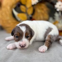 Fergus - Blue merle male Bernedoodle puppy in Austin, Texas from Boutique Bernedoodles & Co.