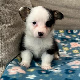 Elsa - Black and tan female Pembroke Welsh Corgi puppy in Waco, Texas from The Comma Corgis