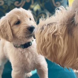 Goldendoodle Puppies from FURever Goldendoodles