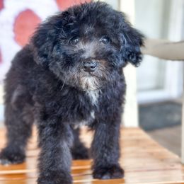 Blue - Black male Whoodle puppy in Youngstown, Florida from Wonderland’s Boujie Kennels