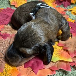 Lillian - Red female Dachshund puppy in Rhode Island from FOSTERS FRENCHIES and DACHSHUNDS