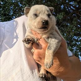 Boy 2 - Blue mottled male Australian Cattle Dog puppy in Choctaw, Oklahoma from Karen Elliott