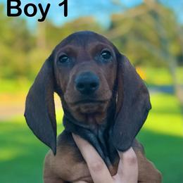 Red Boy 1 - Red male Dachshund puppy in Hickory, Kentucky from NanoDachs