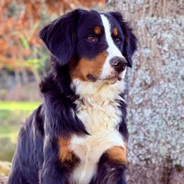 Bernedoodle and Bernese Mountain Dog All Grown Up from Butter Cup Pups and Paws
