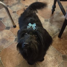 Bleu - Havanese