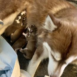 Siberian Husky Puppies from TRUHUSKY SIBERIANS