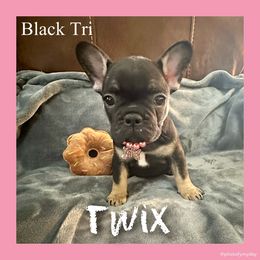 Twix - Tricolors female French Bulldog puppy in Watkinsville, Georgia from Ronghi's Wiggle Butt Frenchies