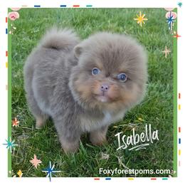 Isabella - Chocolate and tan female Pomeranian puppy in Eatonville, Washington from Foxy Forest Poms