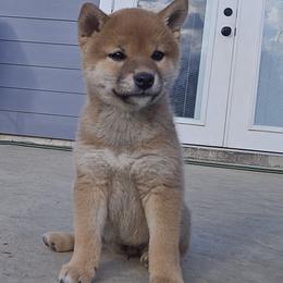 Shiba Inu Puppies from Diwasou