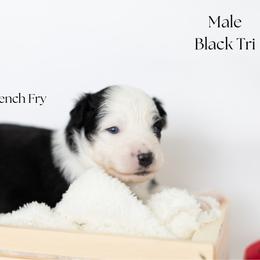 French Fry - Black tri male Miniature Australian Shepherd puppy in Wooster, Ohio from Kari's Mini Aussies