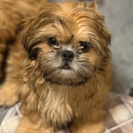 Chavo - Red male Shih Tzu puppy in Victorville, California from RUMBLE n TUMBLE
