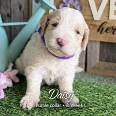 Daisy-purple collar - Parti female Saint Berdoodle puppy in Paw Paw, Michigan from ProAct Canines