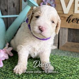 Daisy-purple collar - Parti female Saint Berdoodle puppy in Paw Paw, Michigan from ProAct Canines