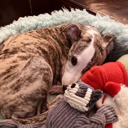 Whippet Puppies from Smithfield Park