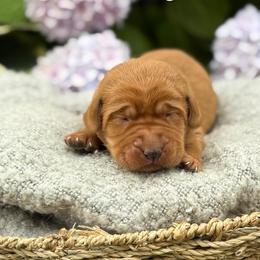 Garnet - Yellow female Labrador Retriever puppy in Puyallup, Washington from 12 Door Farm Labradors