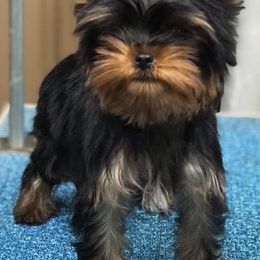 Biewer Terriers, Dachshunds, and Yorkshire Terriers from Amineh Yorkshire & Biewer Terriers, Kajundaux Miniature Dachshunds