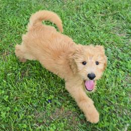 Eddie - Apricot male Goldendoodle puppy in Georgetown, Tennessee from Georgetown Designer & Purebred Puppies