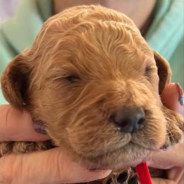 Copper - Red male Labradoodle puppy in Kimball Township, Michigan from Kelly’s Doodles