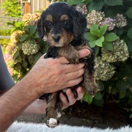 Goldie- yellow collar - Tri-color male Bernedoodle puppy in Springfield, Oregon from Noble Bernedoodles