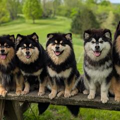 Finnish Lapphunds from Curticey Finnish Lapphunds