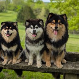 Finnish Lapphunds from Curticey Finnish Lapphunds