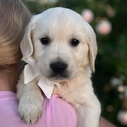 Miss White - Light golden female Golden Retriever puppy in Nampa, Idaho from Farmhouse Goldens