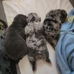 Gino - Blue male French Bulldog puppy in Victorville, California from French Bulldog