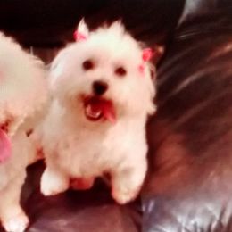Lilly - Bichon Frise