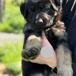 Forge - Bi-color male German Shepherd puppy in Medical Lake, Washington from Nine Realms German Shepherds