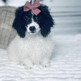 Poodle puppies from Silver Bells Paw Prints