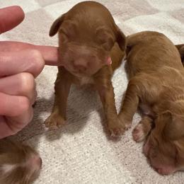 Girl 3 - Red  female Goldendoodle puppy in Ridgewood, New Jersey from Jessie’s Doodles