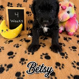 Betsy - Black and white female Sheepadoodle puppy in Glen Rose, Texas from Clevenger’s Sheepadoodle Fur Baby Farm